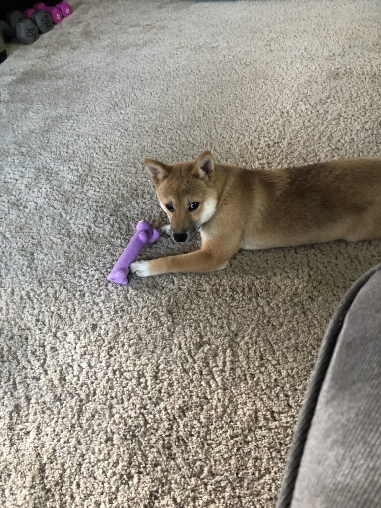 Dog lying on carpet with purple toy.